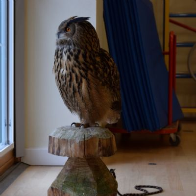 Wise Owl Visit