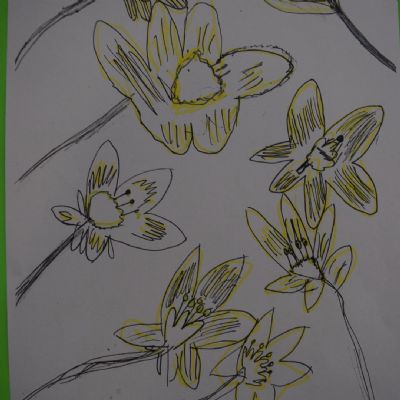 Daffodilobservational