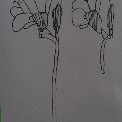 Daffodilpendrawing