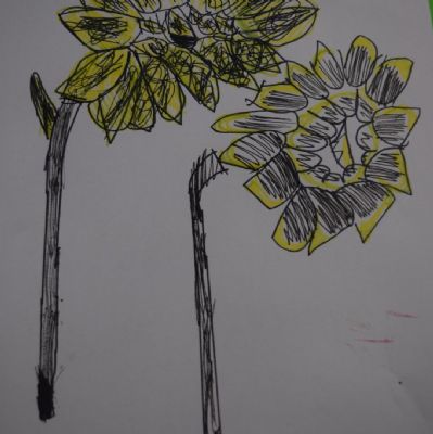 Daffodilpendrawing2